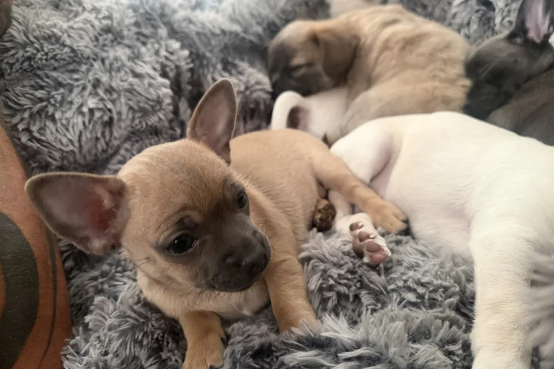 Chihuahua