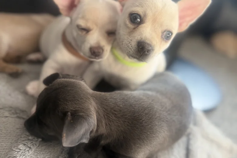 Chihuahua