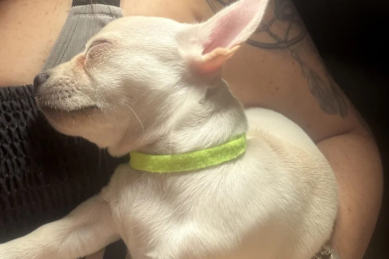 Chihuahua