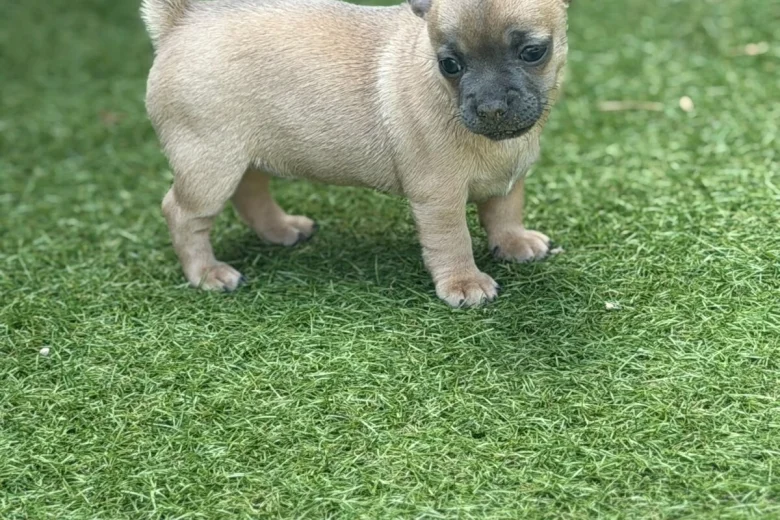 Chihuahua