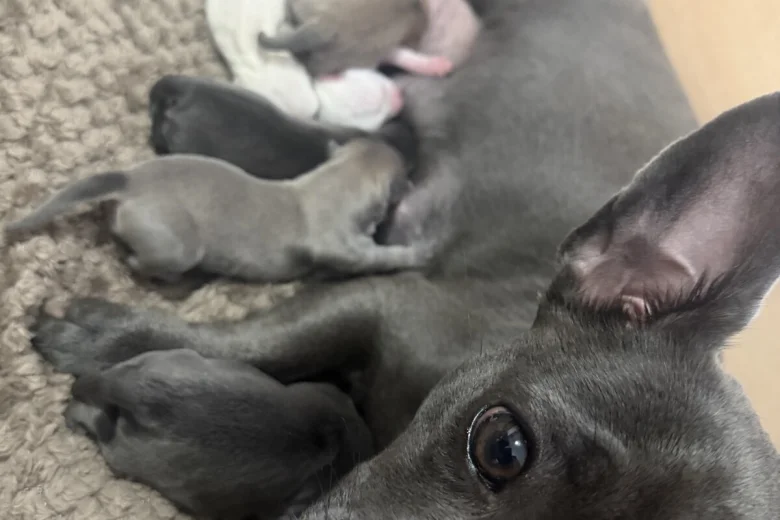 Chihuahua