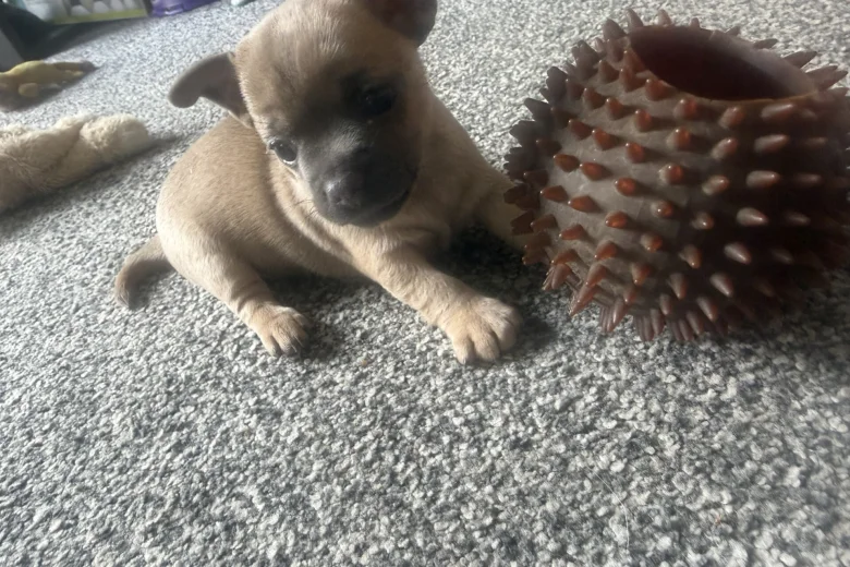 Chihuahua