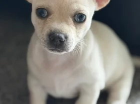 Chihuahua