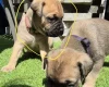 Bullmastiff