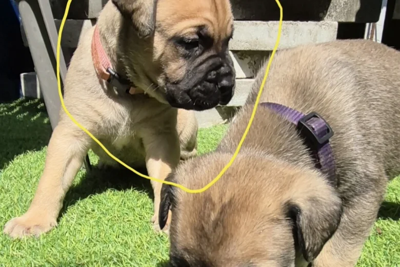 Bullmastiff