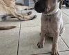 Bullmastiff