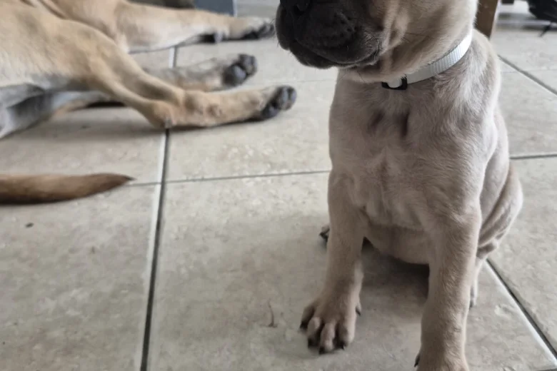 Bullmastiff