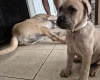 Bullmastiff