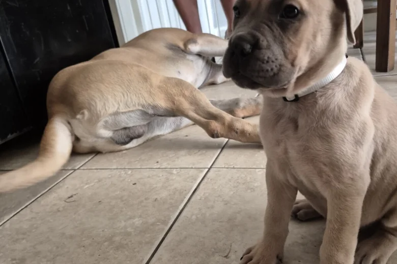 Bullmastiff