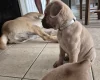 Bullmastiff