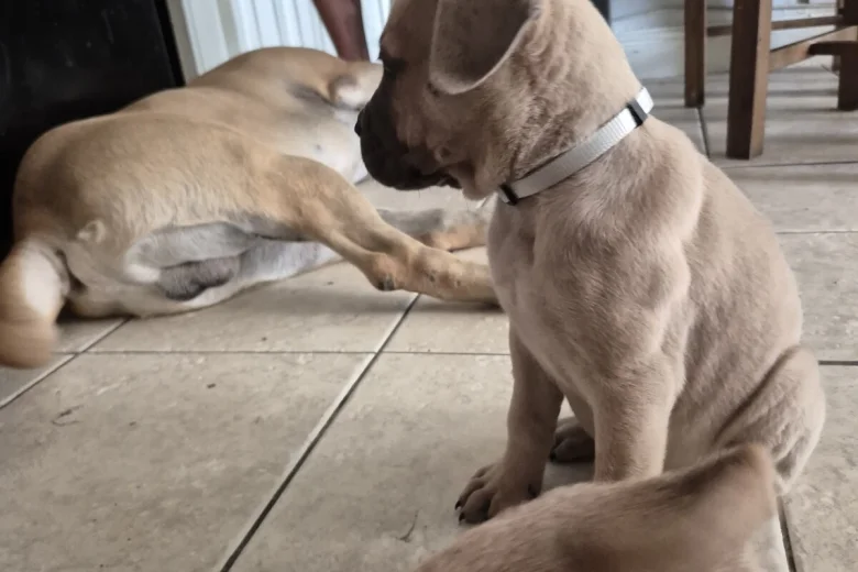 Bullmastiff