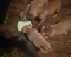 Bullmastiff