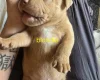 Bullmastiff