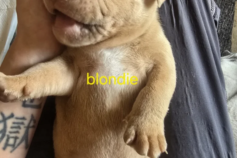 Bullmastiff