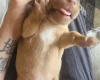 Bullmastiff
