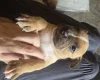 Bullmastiff