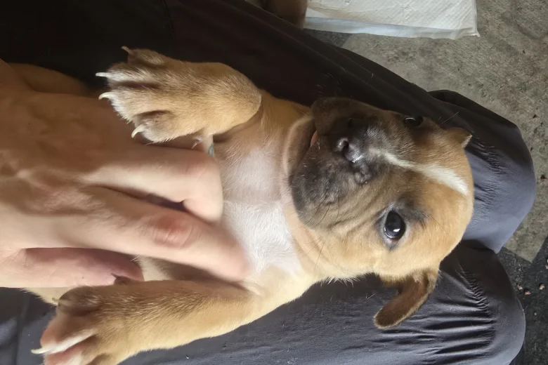 Bullmastiff