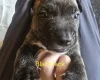 Bullmastiff