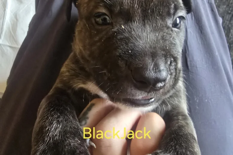 Bullmastiff