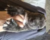 Bullmastiff