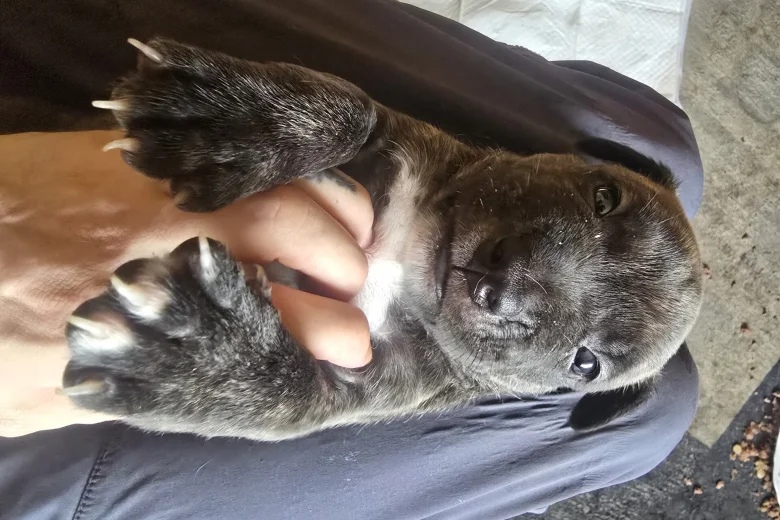 Bullmastiff
