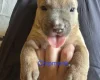 Bullmastiff