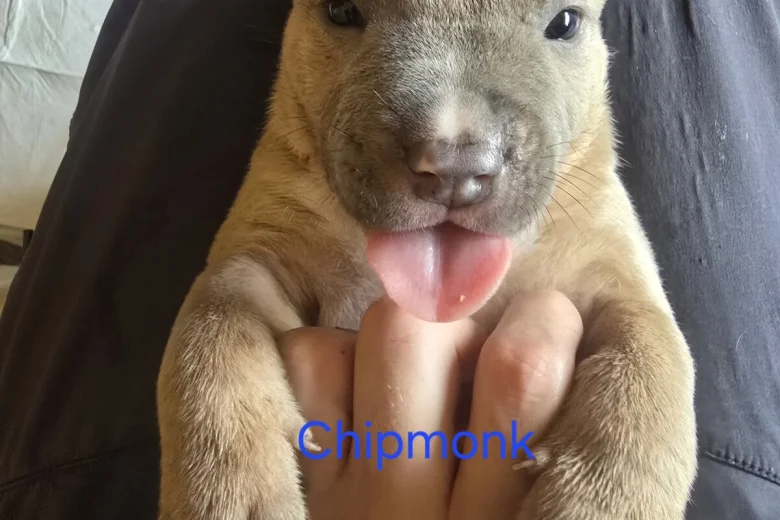 Bullmastiff