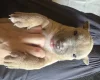 Bullmastiff