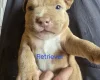 Bullmastiff