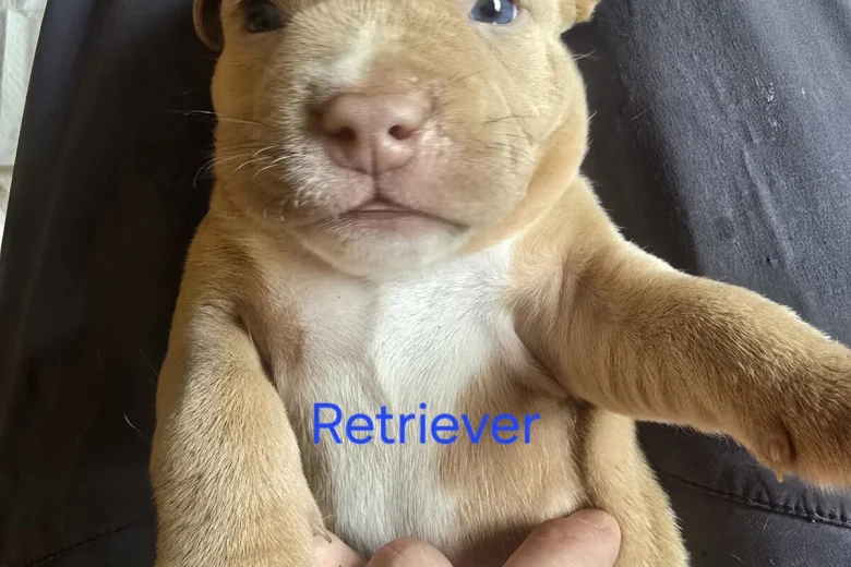 Bullmastiff