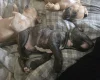 Bullmastiff