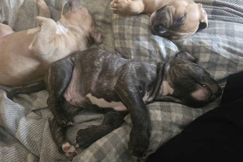 Bullmastiff