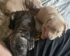 Bullmastiff