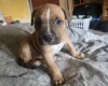 Bullmastiff