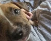 Bullmastiff
