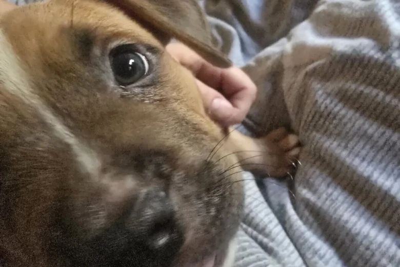 Bullmastiff
