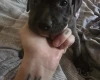 Bullmastiff