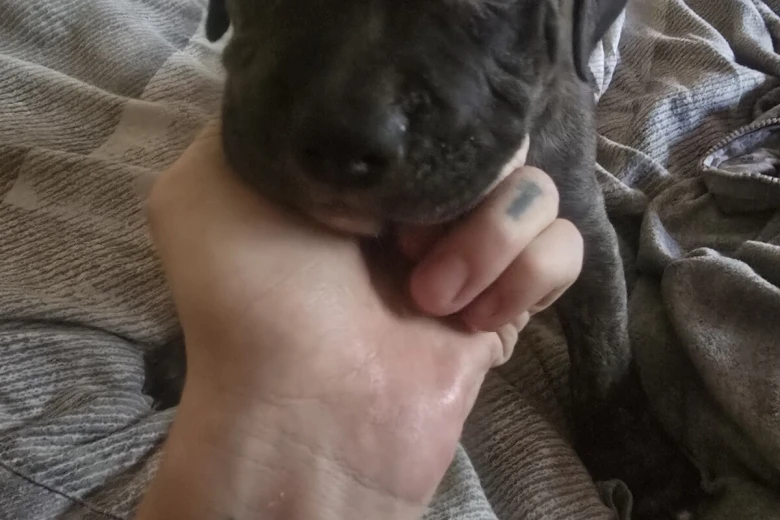 Bullmastiff