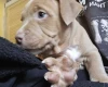 Bullmastiff