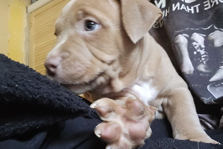 Bullmastiff