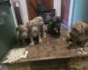 Bullmastiff