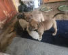 Bullmastiff