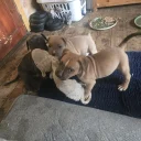 Presa Canario