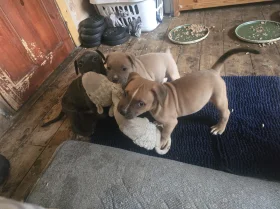 Presa Canario