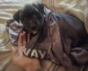 Bullmastiff