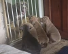 Bullmastiff