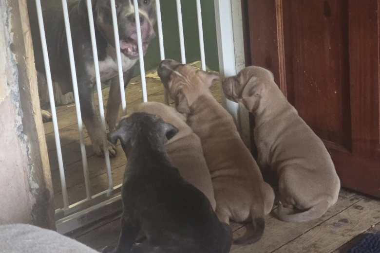 Bullmastiff