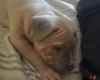 Bullmastiff