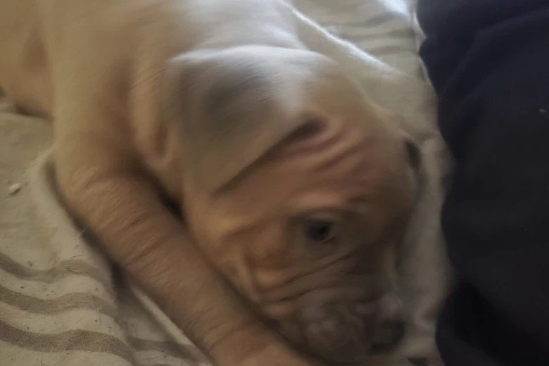 Bullmastiff