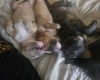 Bullmastiff